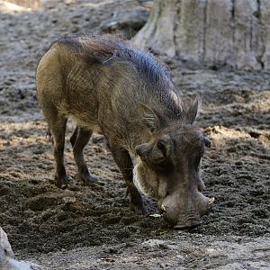 Common Warthog