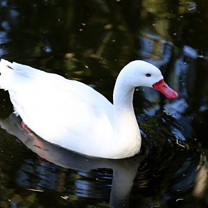 Coscoroba Swan
