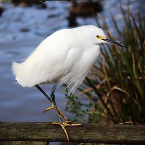 Wild Snowy Egret (Egretta thula)