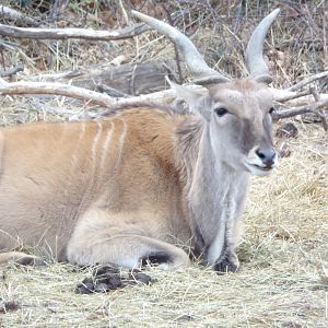 Common Eland - Réserve Africaine de Sigean (2024)