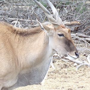 Common Eland - Réserve Africaine de Sigean (2024)