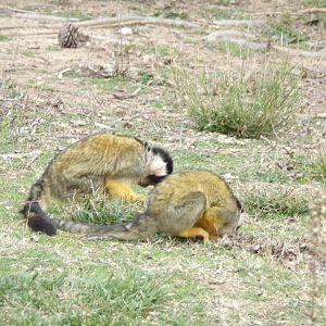 Bolivian Squirrel Monkey - Réserve Africaine de Sigean (2024)