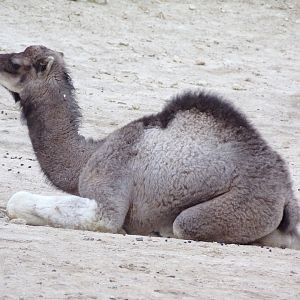 Dromedary Camel calf - Réserve Africaine de Sigean (2024)
