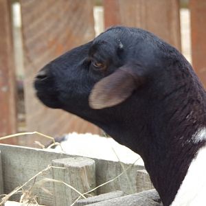 Somali sheep - Réserve Africaine de Sigean (2024)