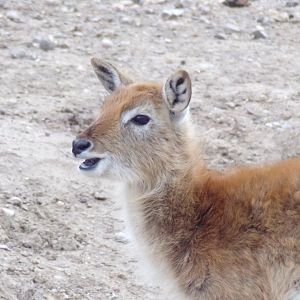 Red Lechwe calf - Réserve Africaine de Sigean (2024)