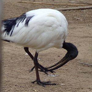 Sacred ibis - Réserve Africaine de Sigean (2024)