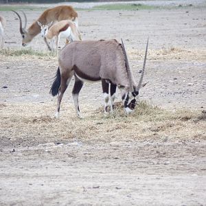 Gemsbok, Red Lechwe and Springbok - Réserve Africaine de Sigean (2024)