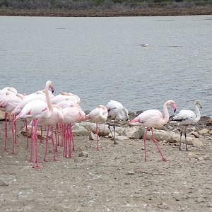 Flamingos - Réserve Africaine de Sigean (2024)