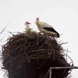 White storks in nest - Réserve Africaine de Sigean (2024)