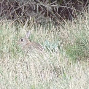 European rabbit - Réserve Africaine de Sigean (2024)