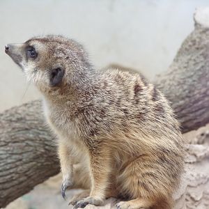 Meerkat - Réserve Africaine de Sigean (2024)