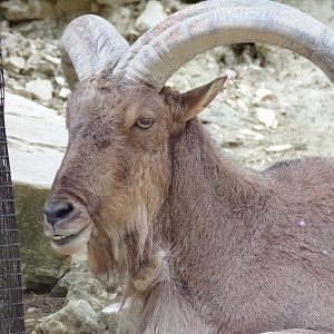 Barbary Sheep - Réserve Africaine de Sigean (2024)