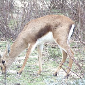 Cuvier's Gazelle - Réserve Africaine de Sigean (2024)