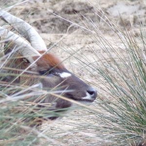 Male Sitatunga - Réserve Africaine de Sigean (2024)