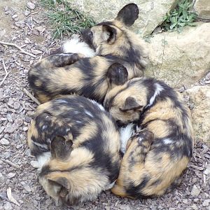 African wild dogs - Réserve Africaine de Sigean (2024)