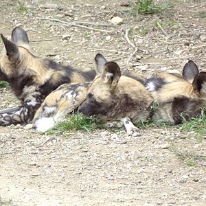 African wild dogs - Réserve Africaine de Sigean (2024)