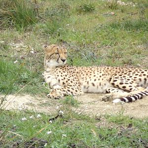 Cheetah - Réserve Africaine de Sigean (2024)