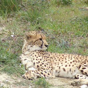 Cheetah - Réserve Africaine de Sigean (2024)