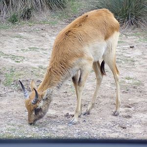 Young male Nile Lechwe - Réserve Africaine de Sigean (2024)