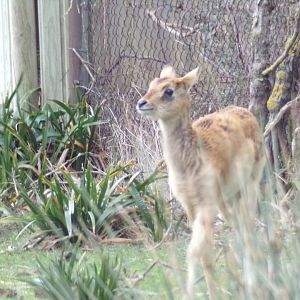 Nile Lechwe Calf - Réserve Africaine de Sigean (2024)