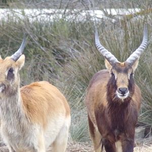 Nile Lechwe young males - Réserve Africaine de Sigean (2024)