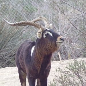 Nile Lechwe male - Réserve Africaine de Sigean (2024)