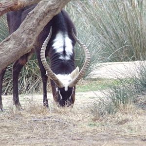 Nile Lechwe male grazing - Réserve Africaine de Sigean (2024)