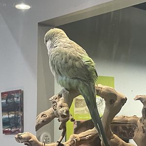 Parakeet ID?