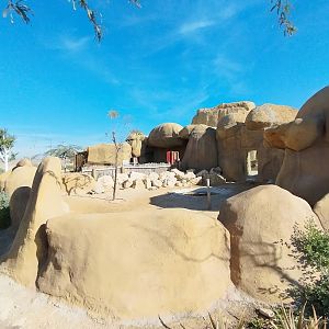 Midbarium - African Spurred Tortoise