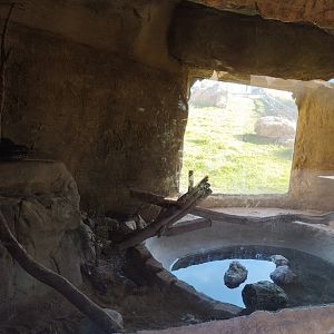 Midbarium - African rock Python