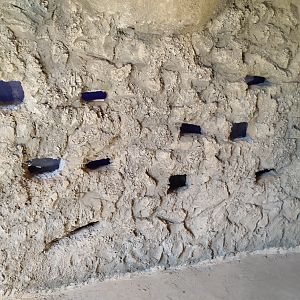 Midbarium - Naked Mole-rat