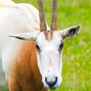 Female Scimitar Horned Oryx- 8th January 2024