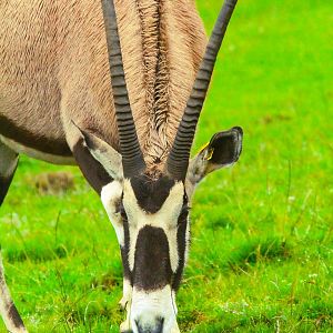 Female Gemsbok- 8th January 2024