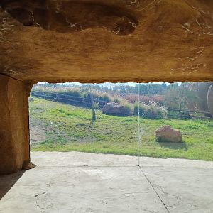 Midbarium - White Lion first view