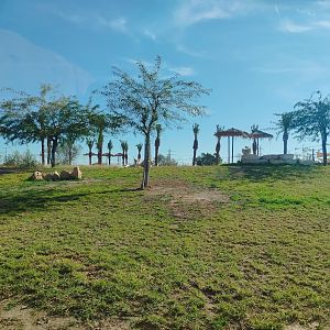 Midbarium - White Lion Second view