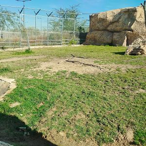 Midbarium - White Lion third view