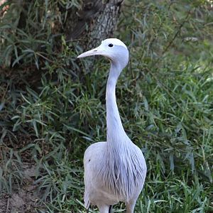 Blue Crane (Grus paradisea)