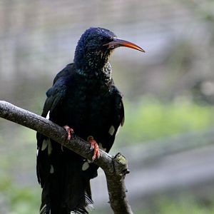 Green Wood Hoopoe (Phoeniculus purpureus)
