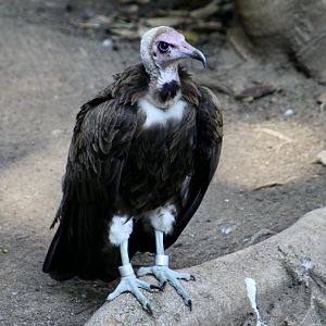 Hooded Vulture (Necrosyrtes monachus)
