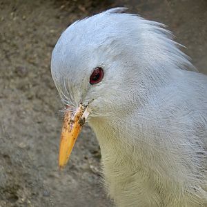 Kagu (Rhynochetos jubatus)