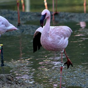 Lesser Flamingo (Phoeniconaias minor)