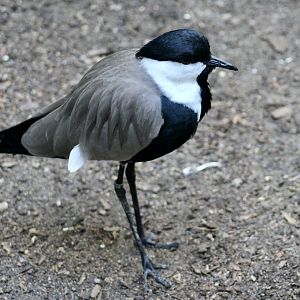 Spur-Winged Lapwing (Vanellus spinosus)