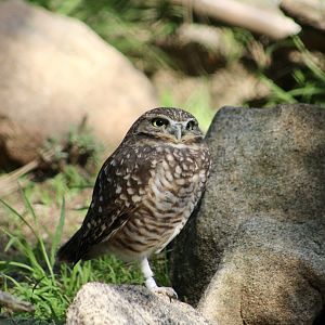 Western Burrowing Owl (Athene cunicularia hypugaea)