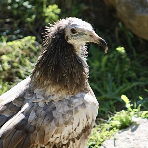 Western Egyptian Vulture (Neophron percnopterus percnopterus) juvenile