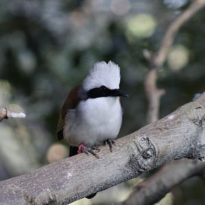 White-Crested Laughingthrush (Garrulax leucolophus)