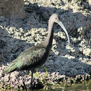 White-Faced Ibis (Plegadis chihi) wild