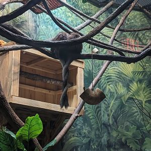 Bolivian Grey Ti-ti Monkeys