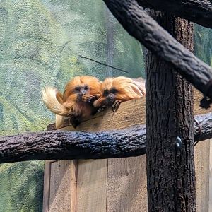 Golden Lion Tamarins