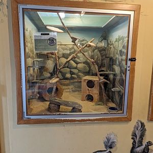 Chinchilla exhibit in the Discovery House