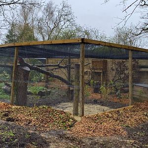 Scottish wildcat enclosure, Beale park, UK